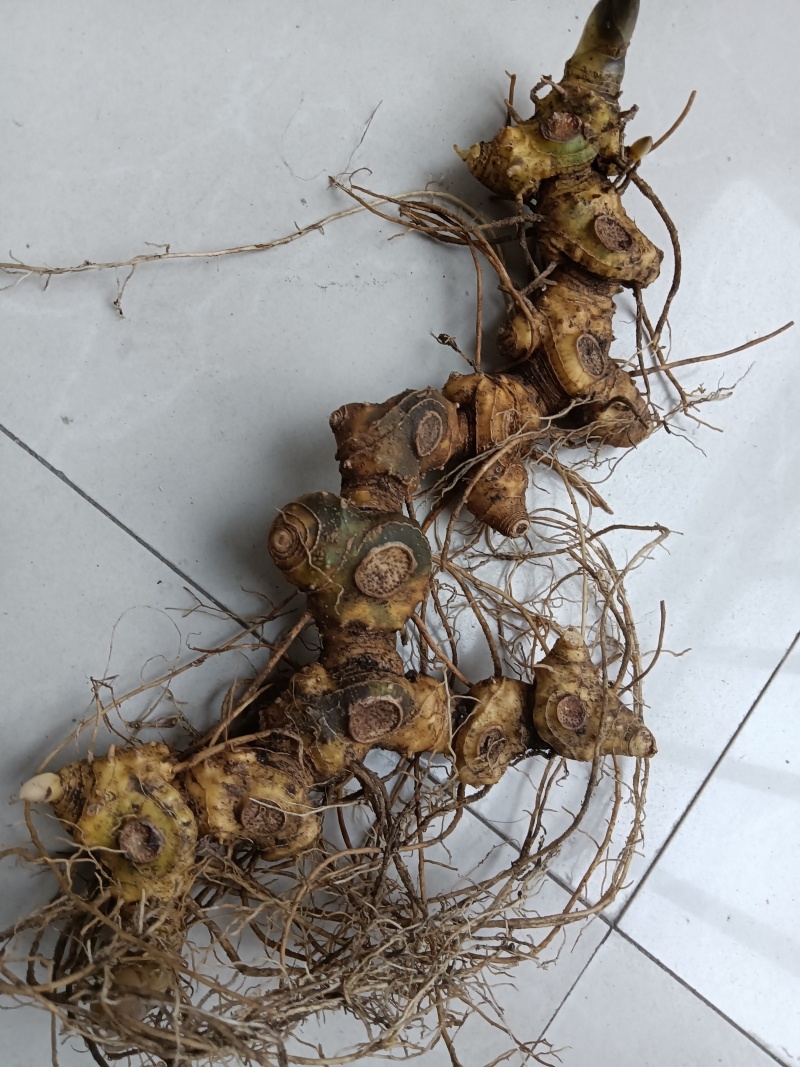 大别山野生黄精淫羊藿灵芝苍耳