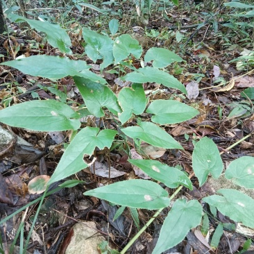 大别山野生黄精淫羊藿灵芝苍耳