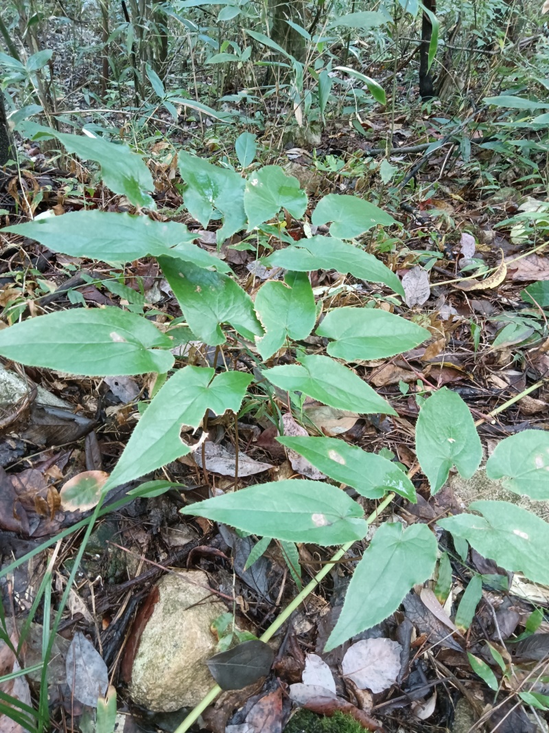 大别山野生黄精淫羊藿灵芝苍耳
