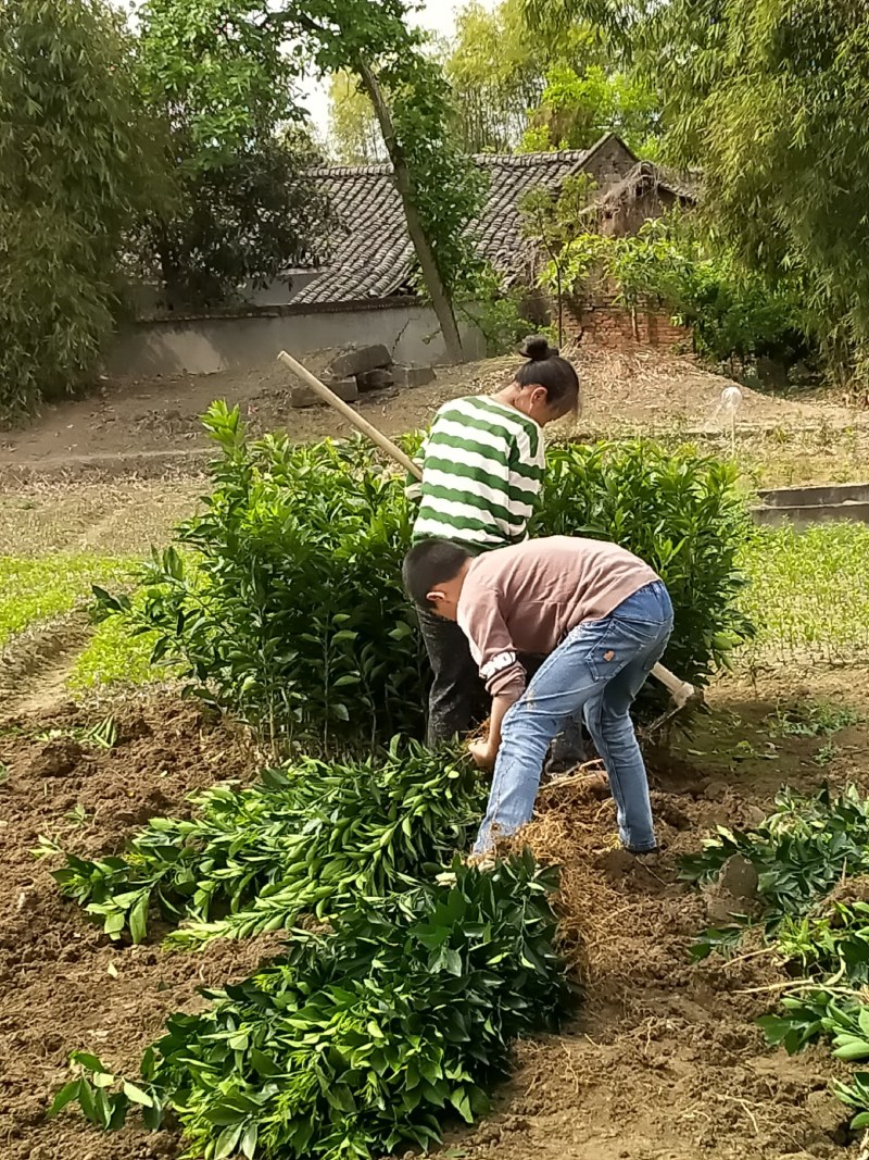 包邮纽荷尔脐橙苗、赣南纽荷尔脐橙苗、品质保证现起现发