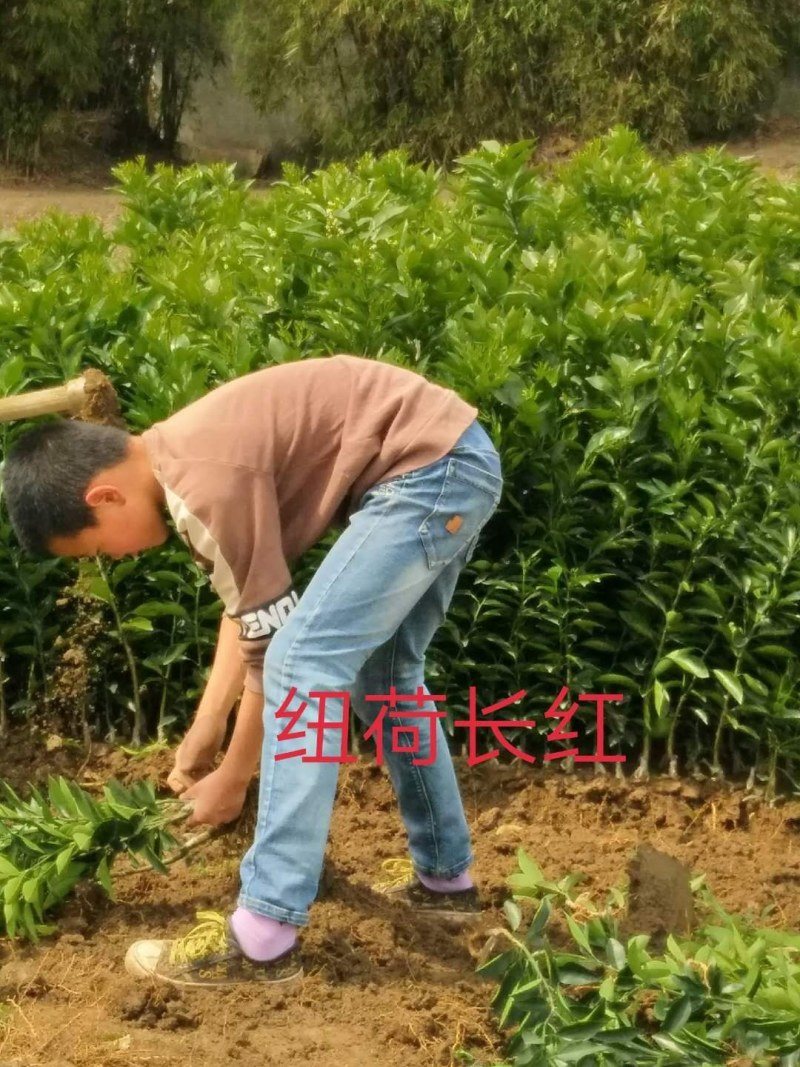 包邮纽荷尔脐橙苗、赣南纽荷尔脐橙苗、品质保证现起现发