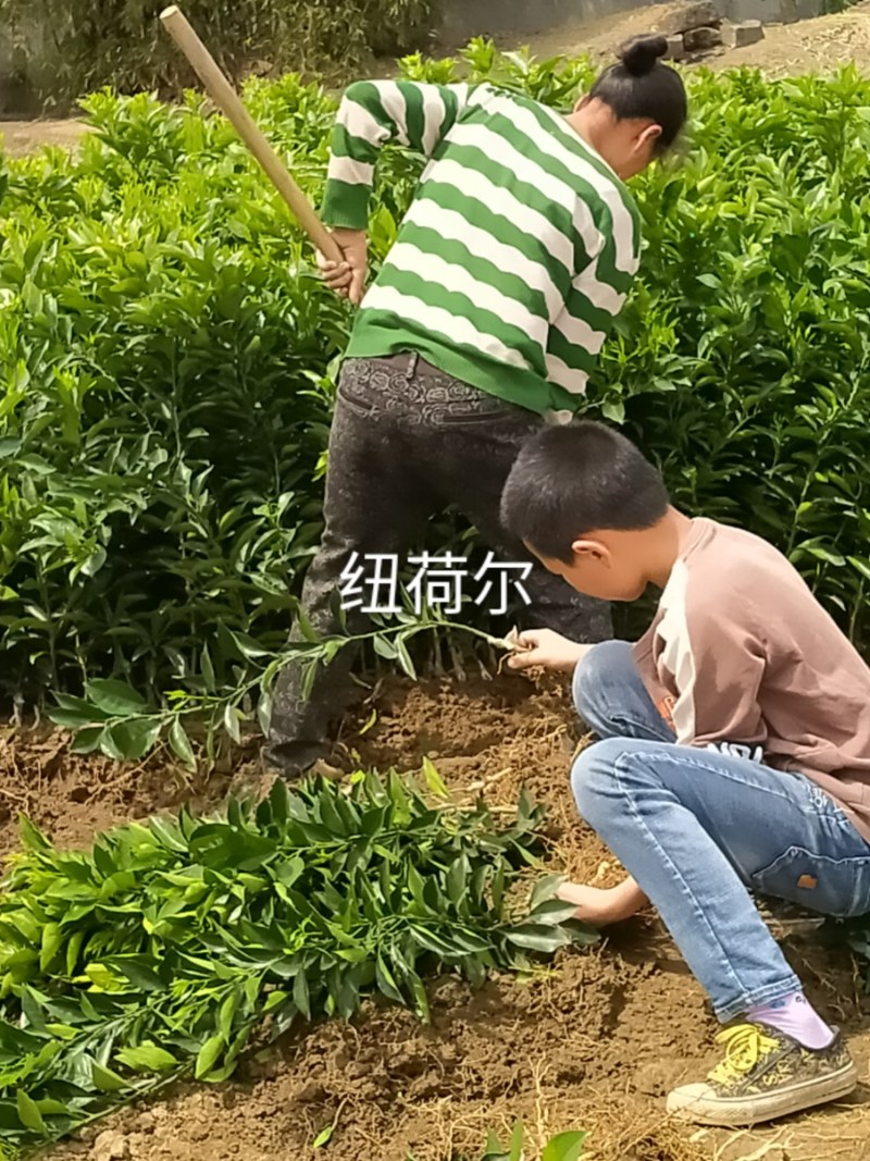 包邮纽荷尔脐橙苗、赣南纽荷尔脐橙苗、品质保证现起现发