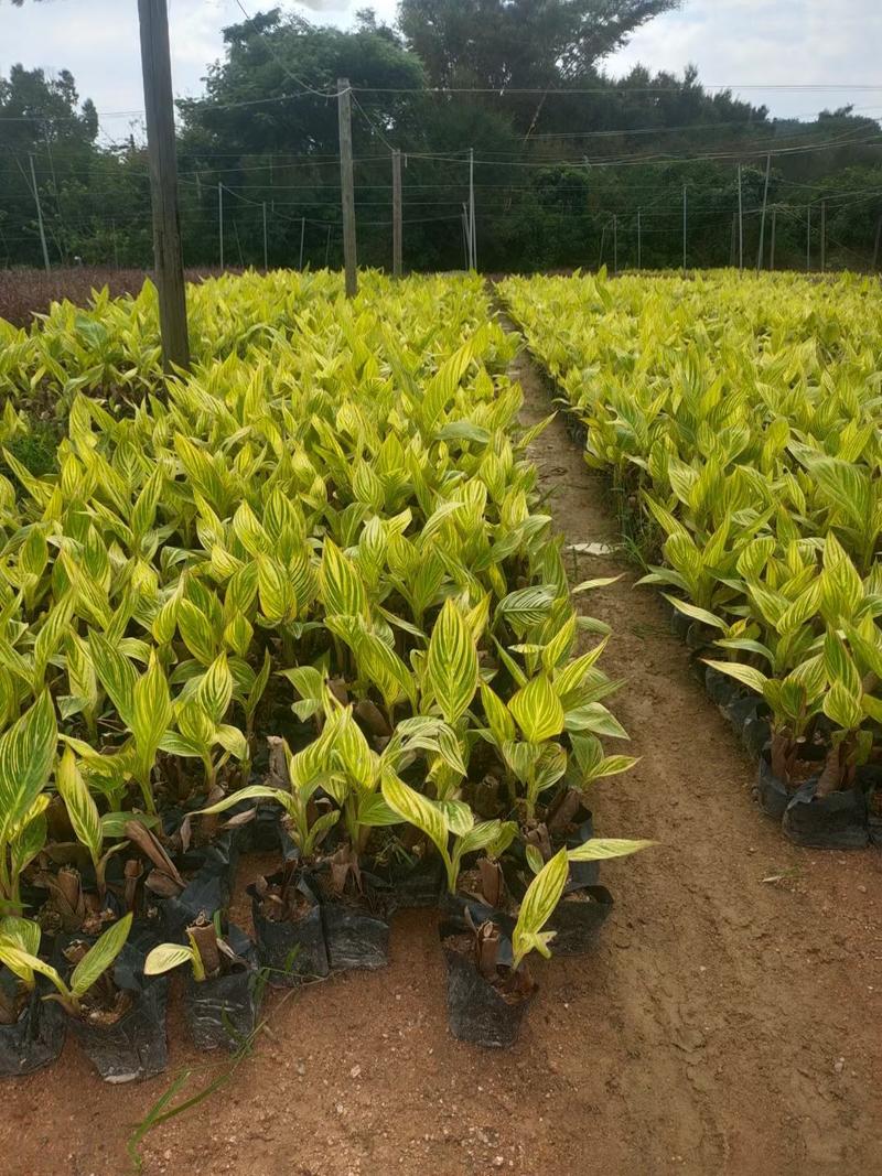 美人蕉福建漳州美人蕉绿化庭院设计基地直供大小规格袋苗