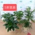 红掌盆栽基地直供90规格35盆装120规格30盆装