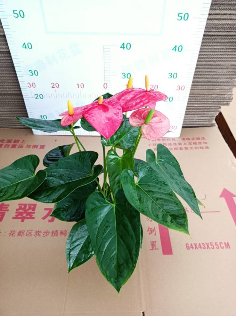 红掌盆栽基地直供90规格35盆装120规格30盆装