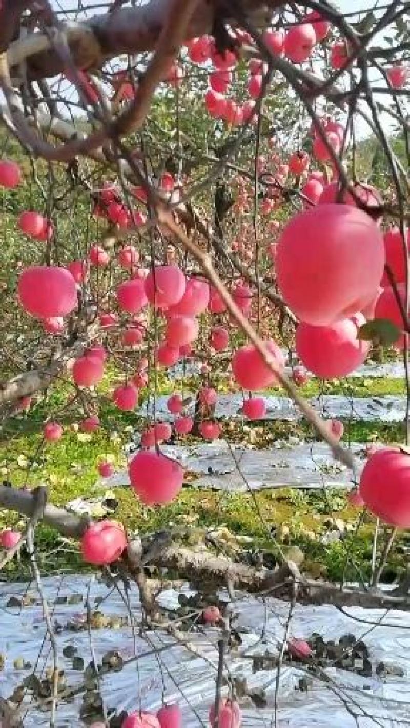 苹果我代办产地富士苹果。+数字