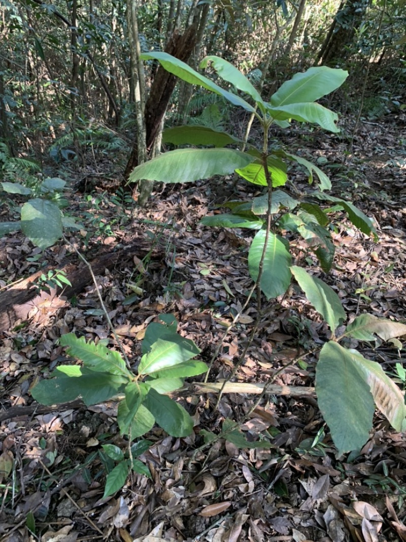 韶关地区、薄壳、大果、风流果苗