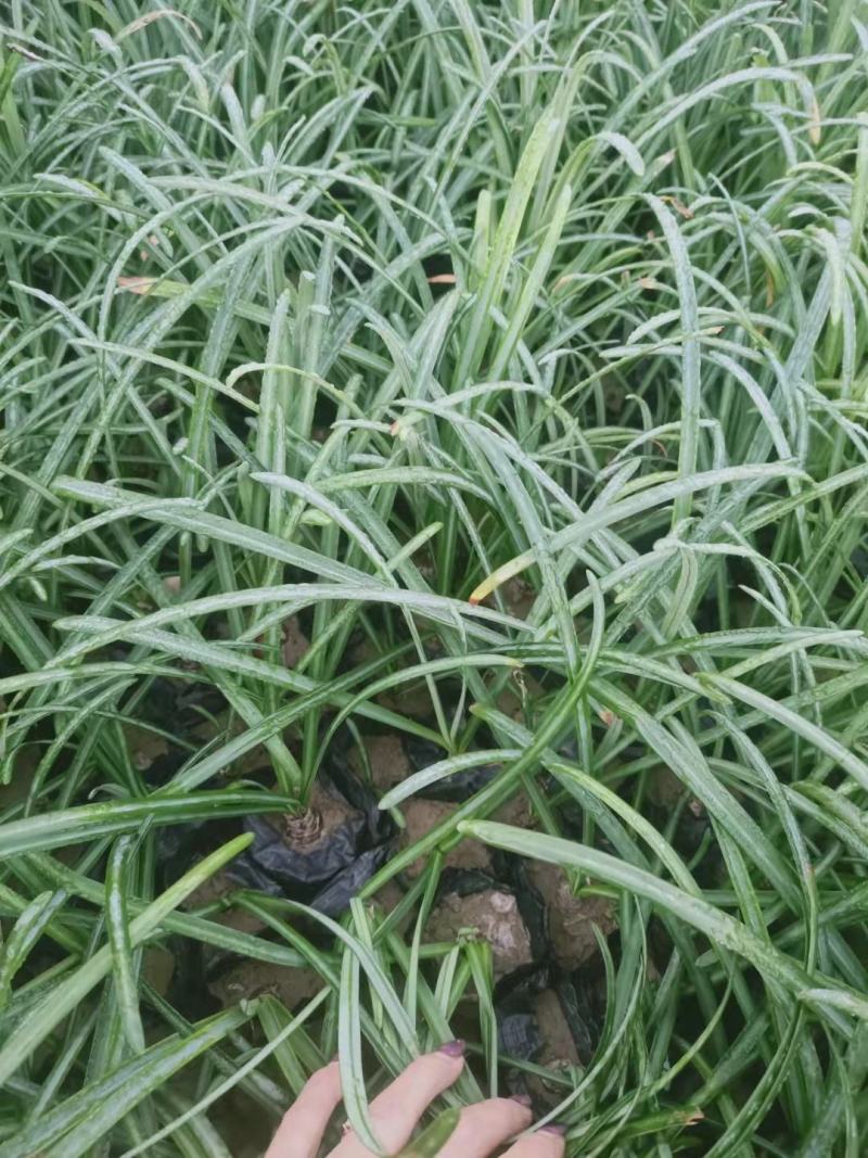 石蒜红花石蒜工程用苗杯苗自家量大黄花石蒜大小