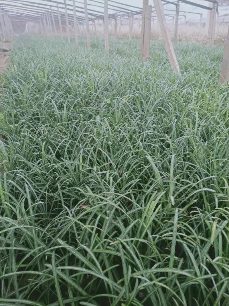 石蒜红花石蒜工程用苗杯苗自家量大黄花石蒜大小