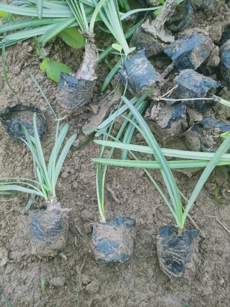 石蒜红花石蒜工程用苗杯苗自家量大黄花石蒜大小