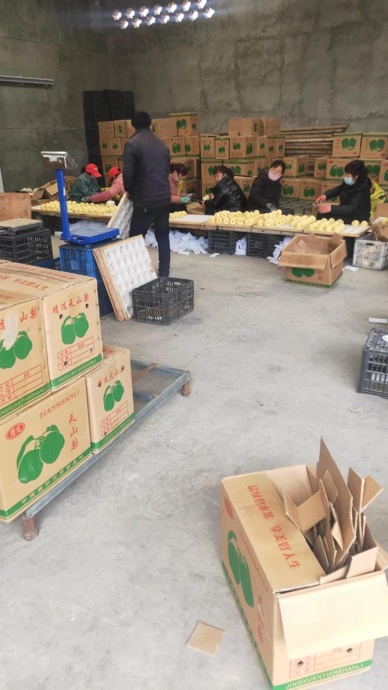 今日优惠砀山酥梨香甜可口基地直采欢迎选购