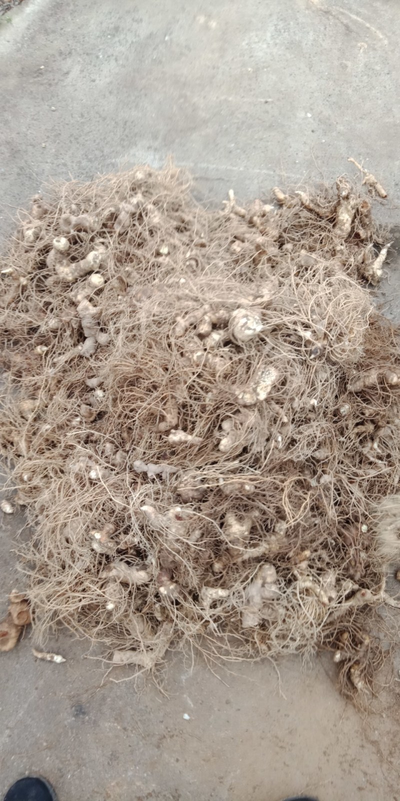 黄精种块