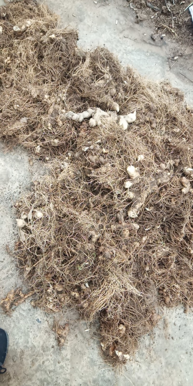黄精种块