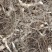黄精种块