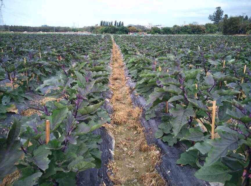 青茄子秧苗在温室中整齐排列