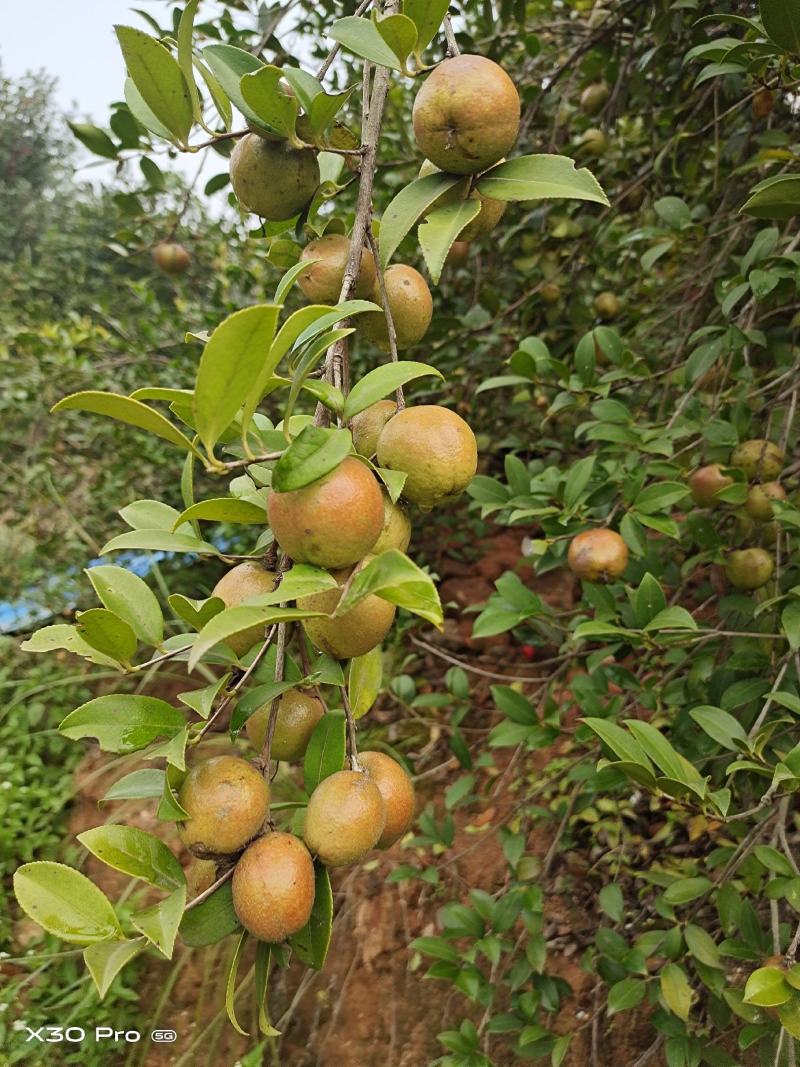 高产嫁接油茶苗批发