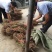 药用牡丹苗基地直销免技术支持，