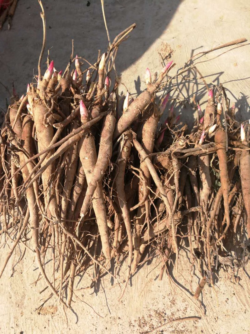 2年白芍种苗规格齐全成活率高量大价优，精选的