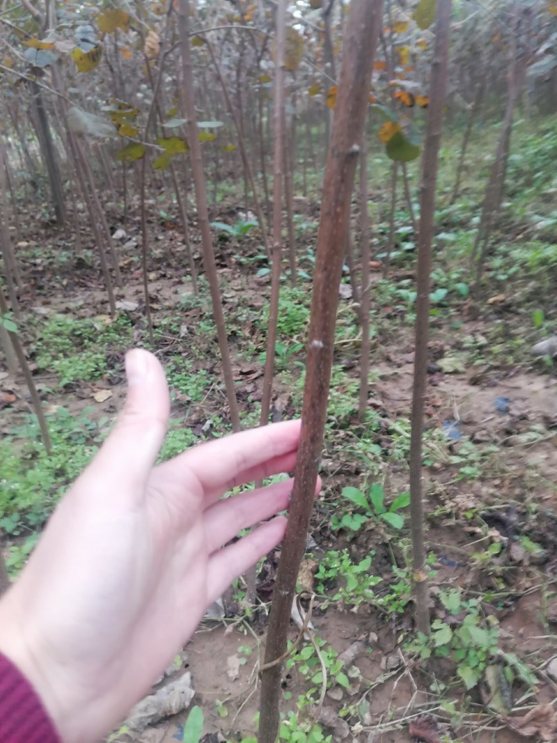 黄栌苗2345公分量大