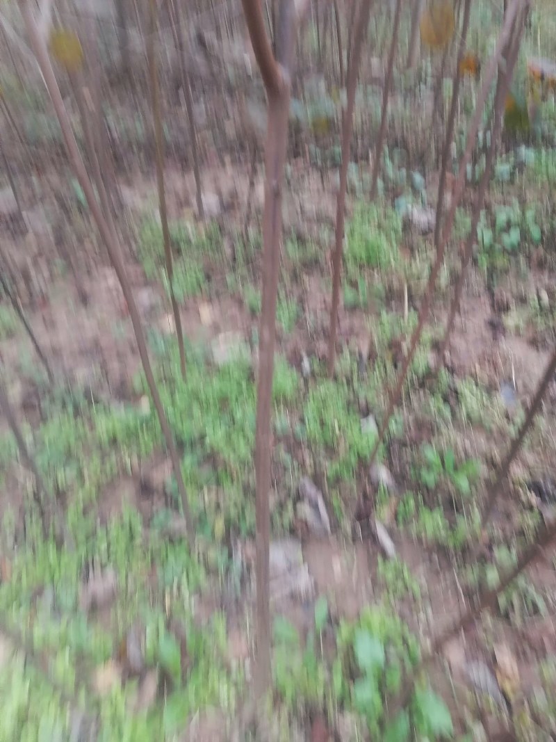 黄栌苗2345公分量大