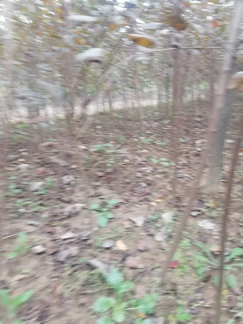 黄栌苗2345公分量大