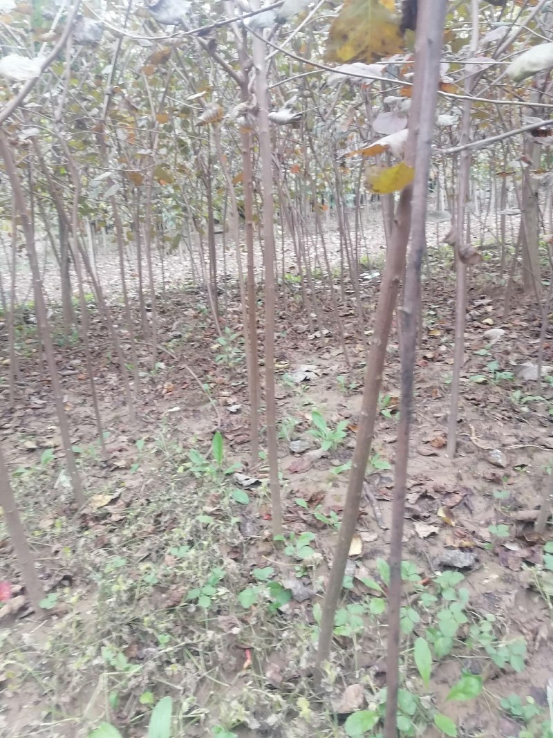 黄栌苗2345公分量大