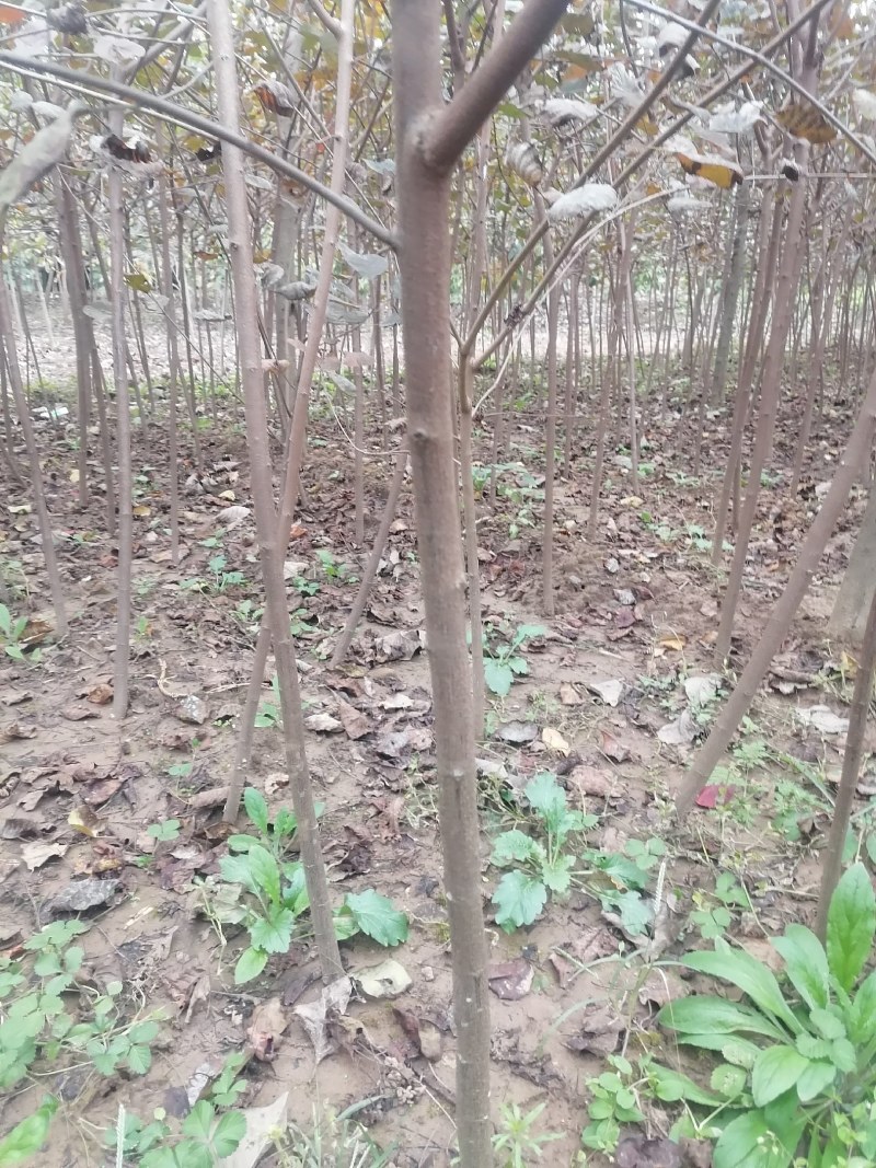黄栌苗2345公分量大