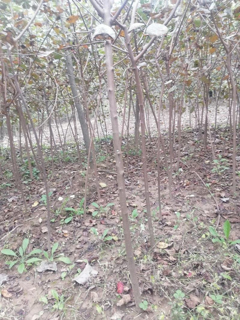 黄栌苗2345公分量大