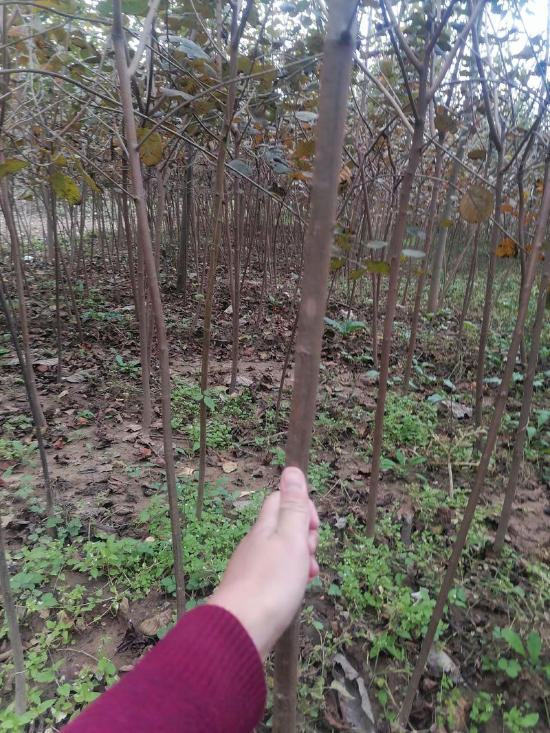 黄栌苗2345公分量大