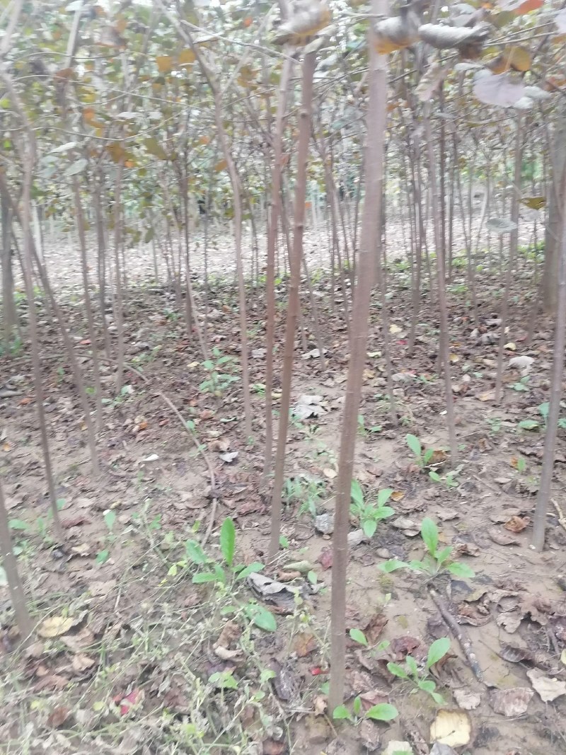 黄栌苗2345公分量大