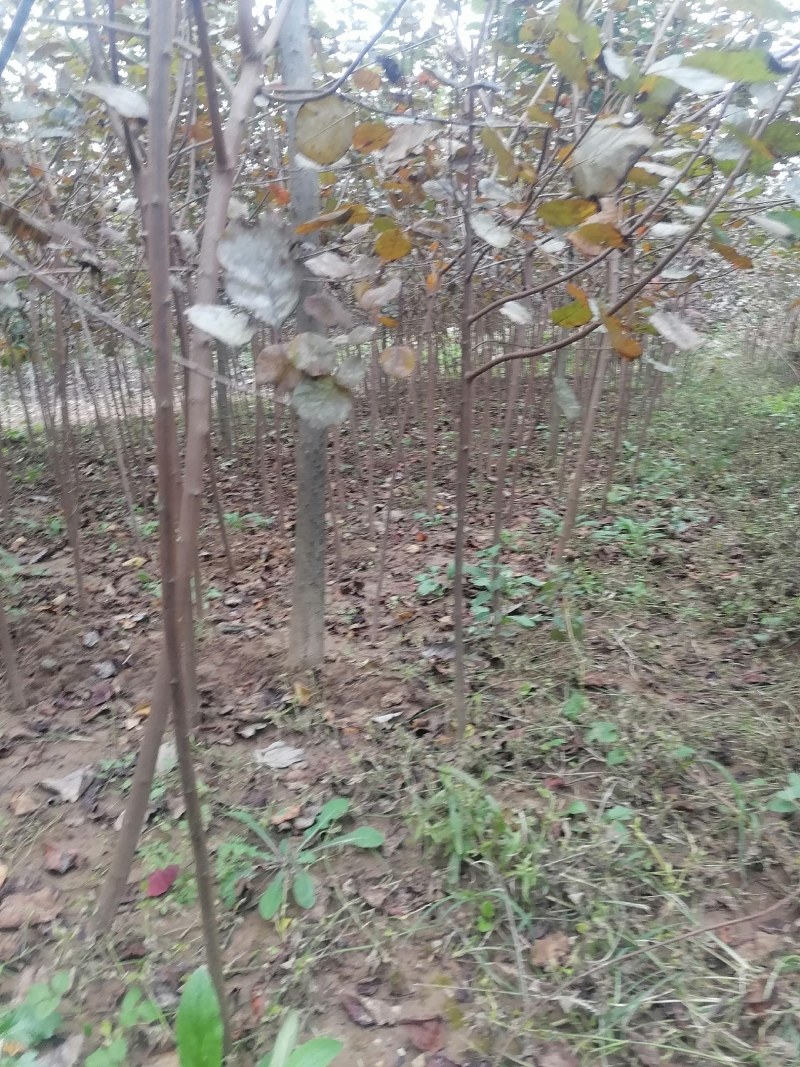 黄栌苗2345公分量大