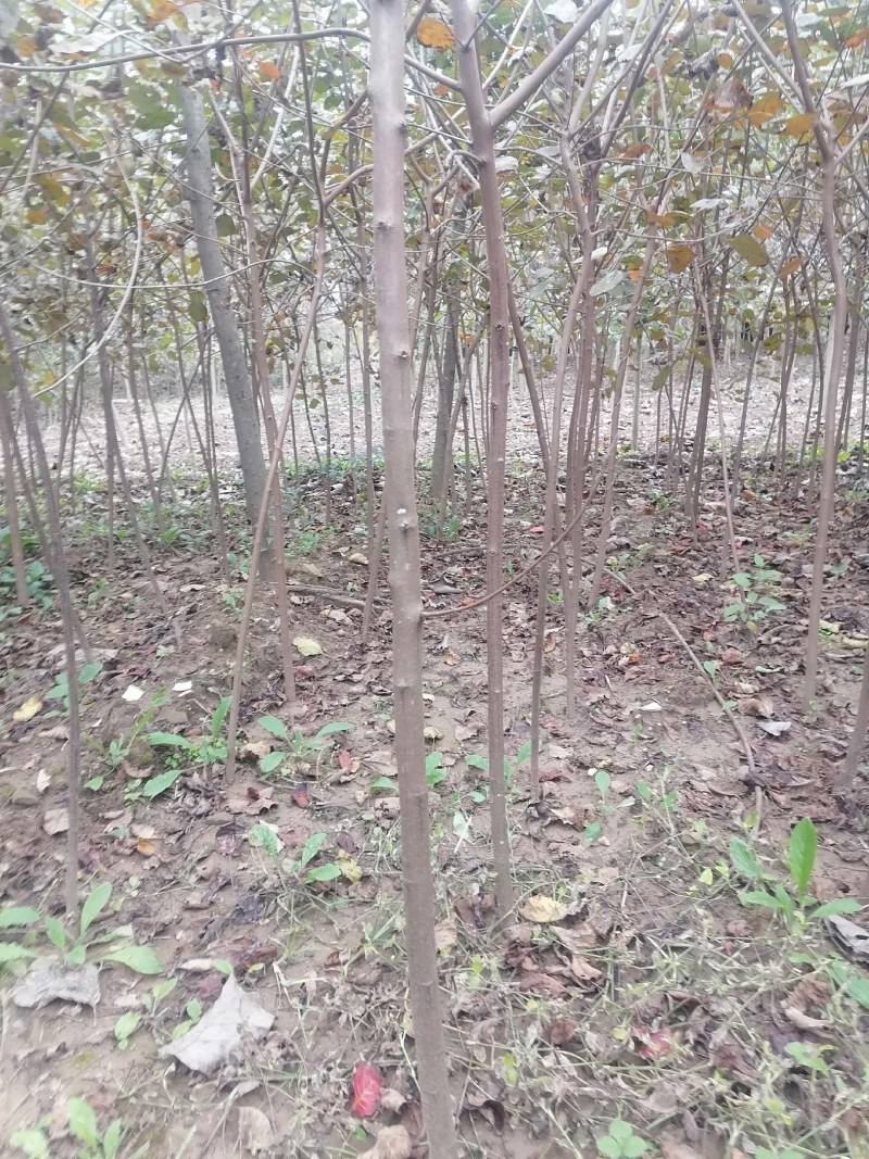 黄栌苗2345公分量大