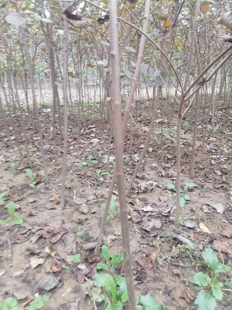 黄栌苗2345公分量大