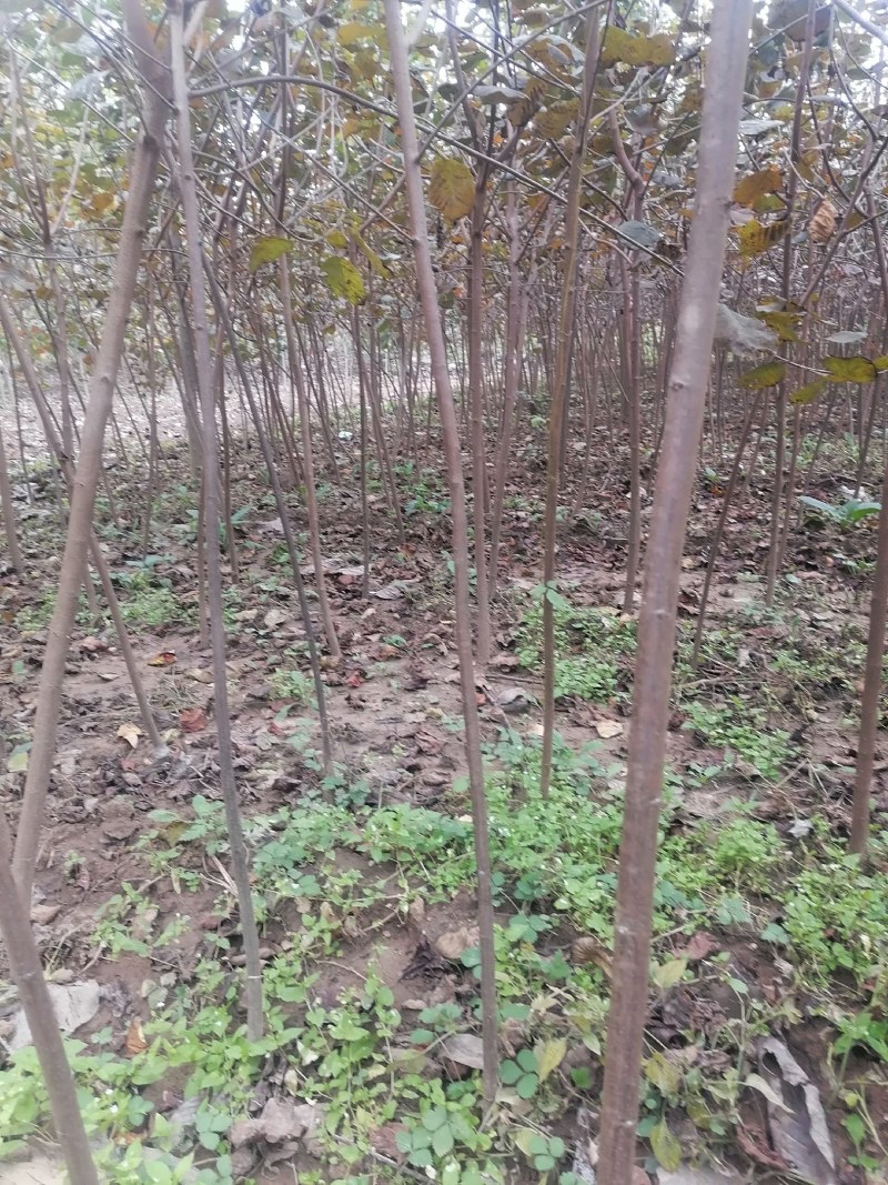 黄栌苗2345公分量大