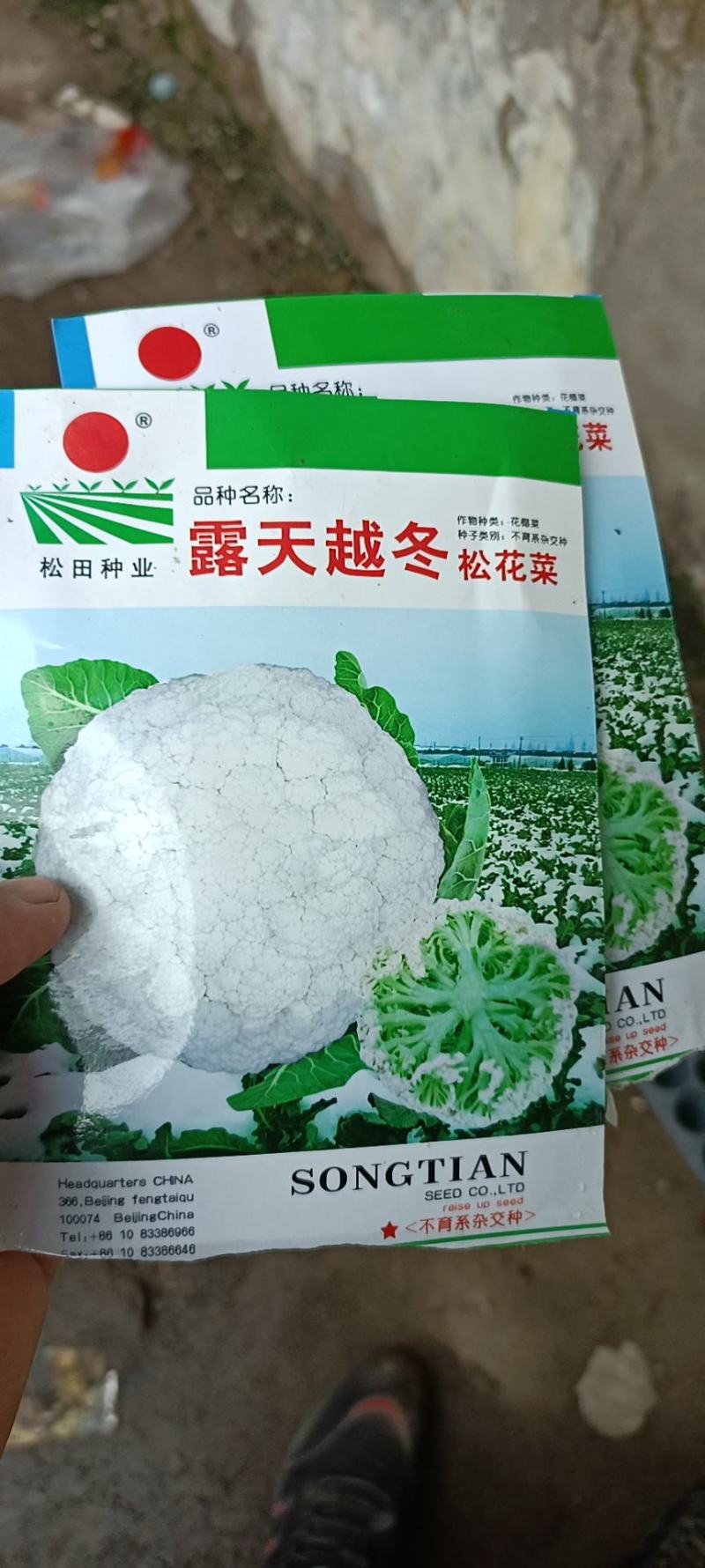 长年销售各种蔬菜苗