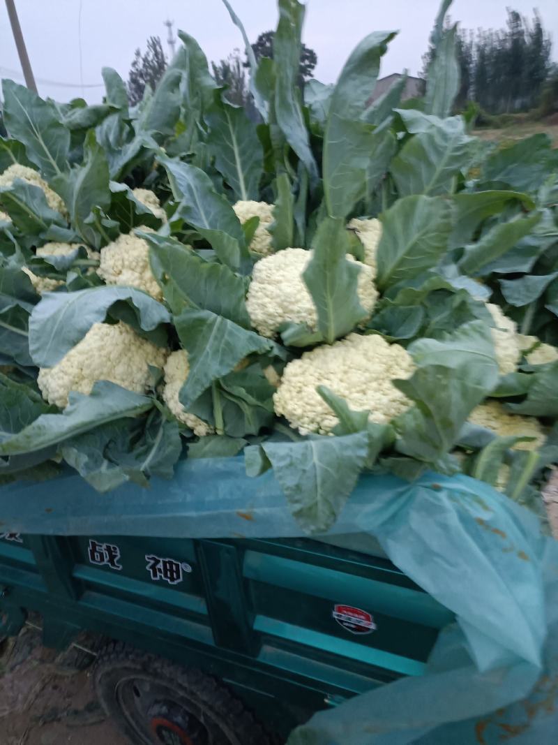长年销售各种蔬菜苗