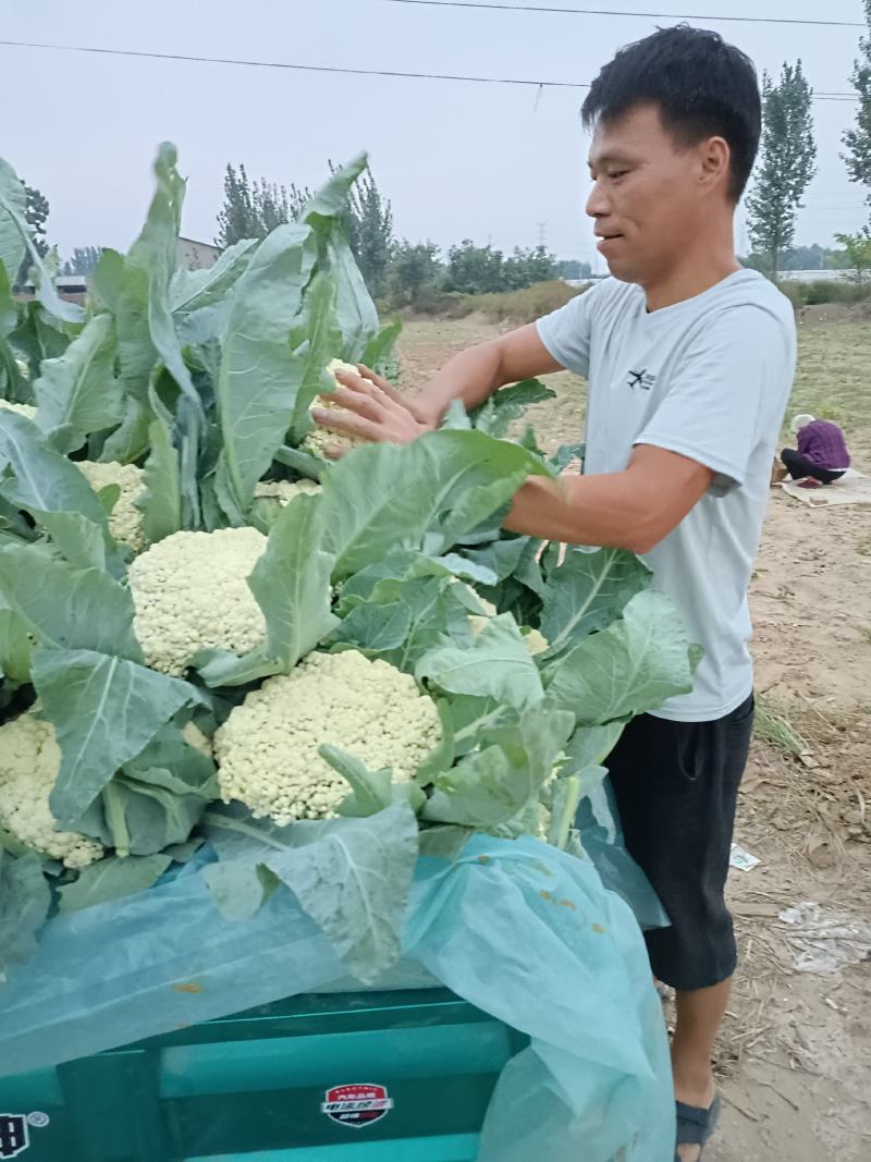 长年销售各种蔬菜苗