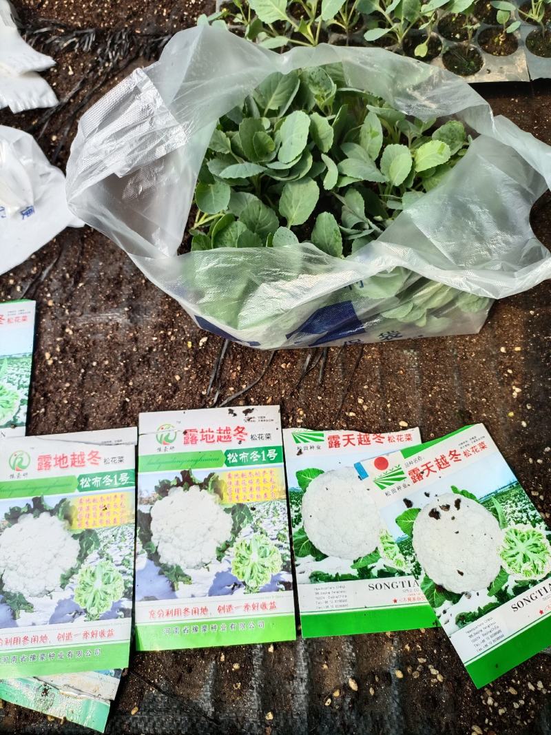长年销售各种蔬菜苗