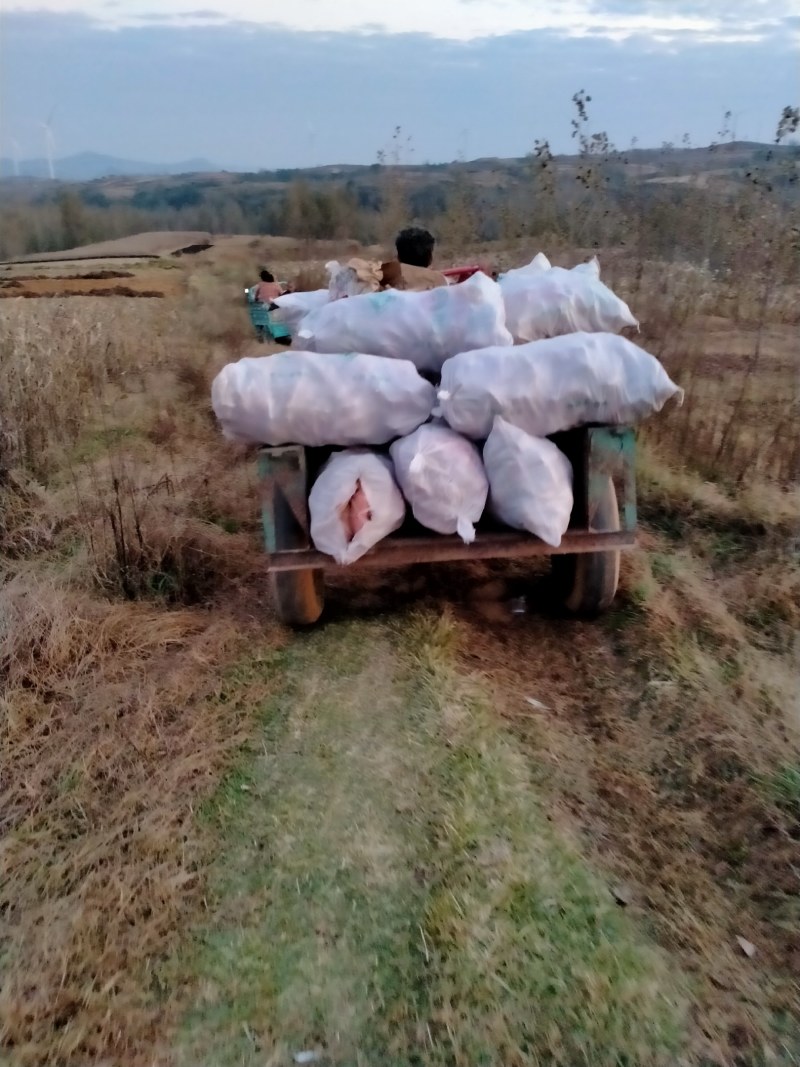 老黄皮（北京五五三）柘山山地瓜。口感面软甜