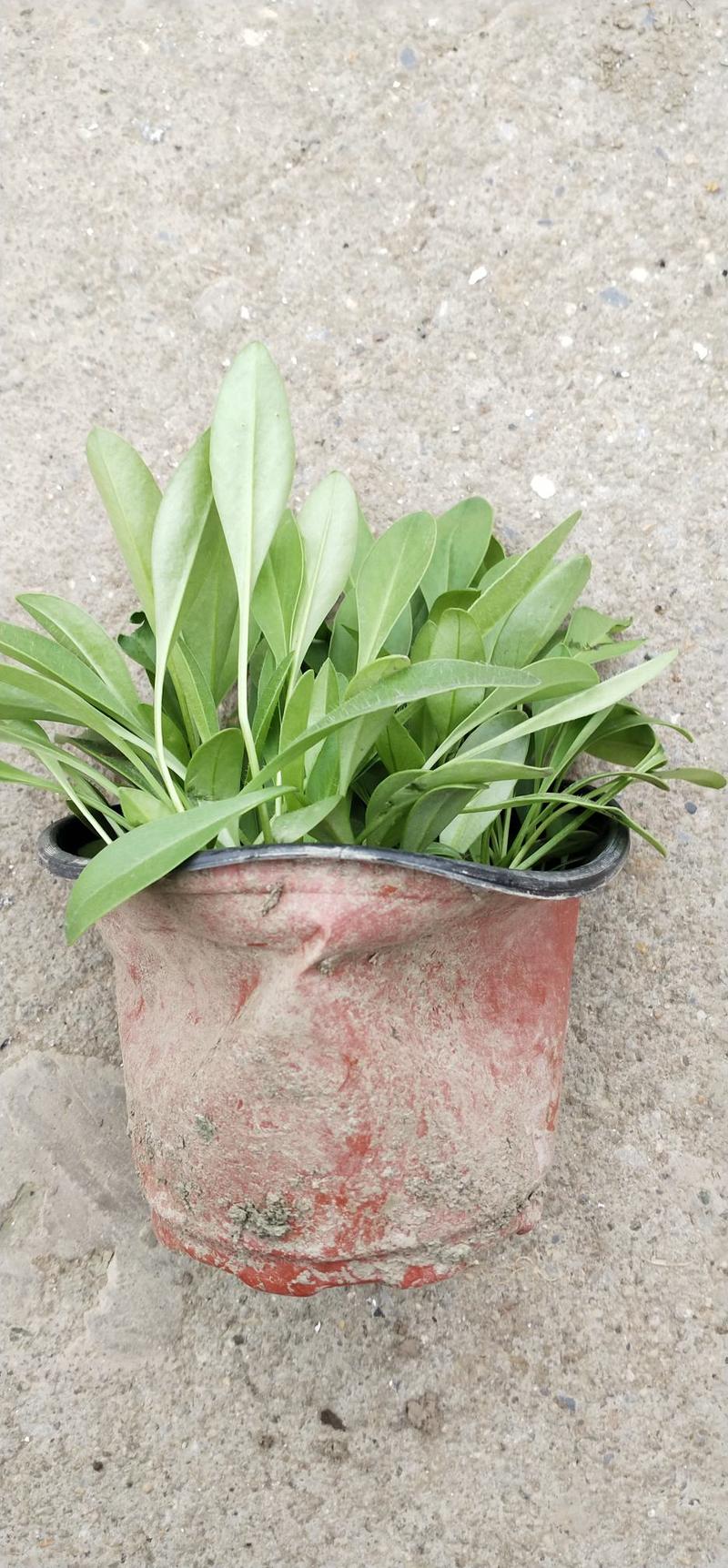 大花金鸡菊自家苗圃基地种植直销无中间商赚差价