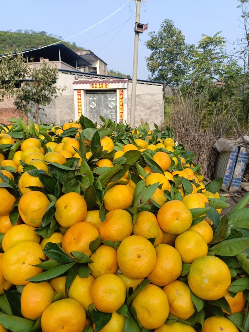丹江口市早熟蜜橘上市了欢迎各位老板前来选购支持视频看货
