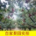 山西特产祁县酥梨水果批发