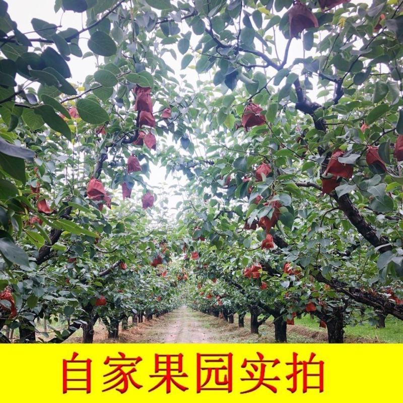 山西特产祁县酥梨水果批发