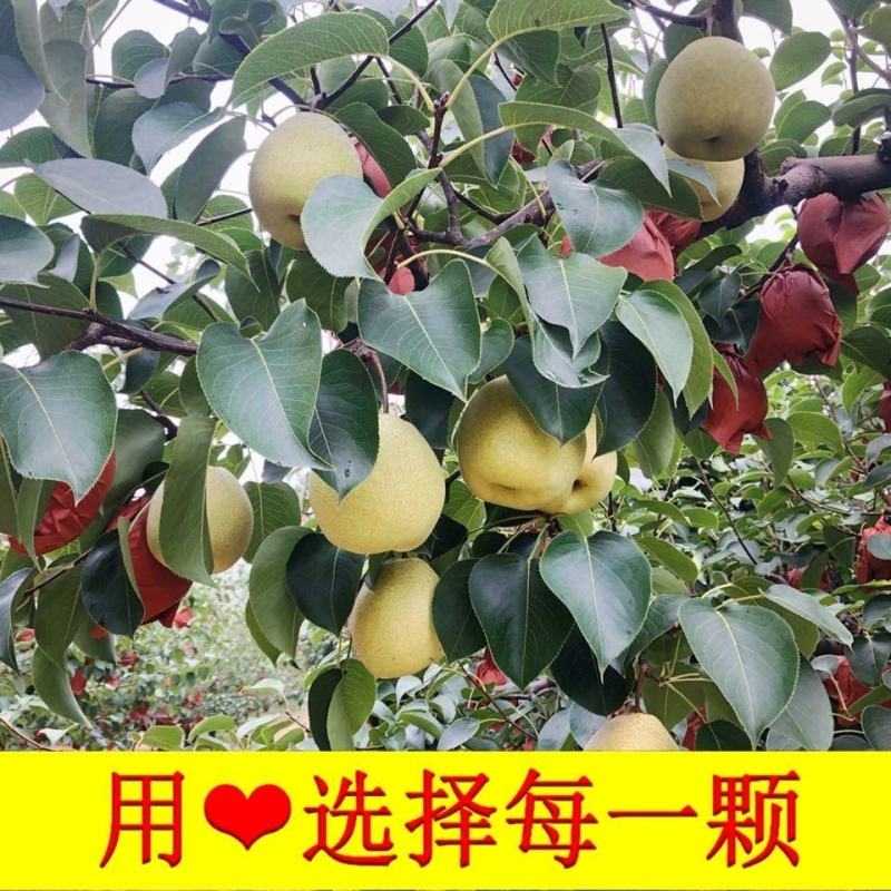 山西特产祁县酥梨水果批发