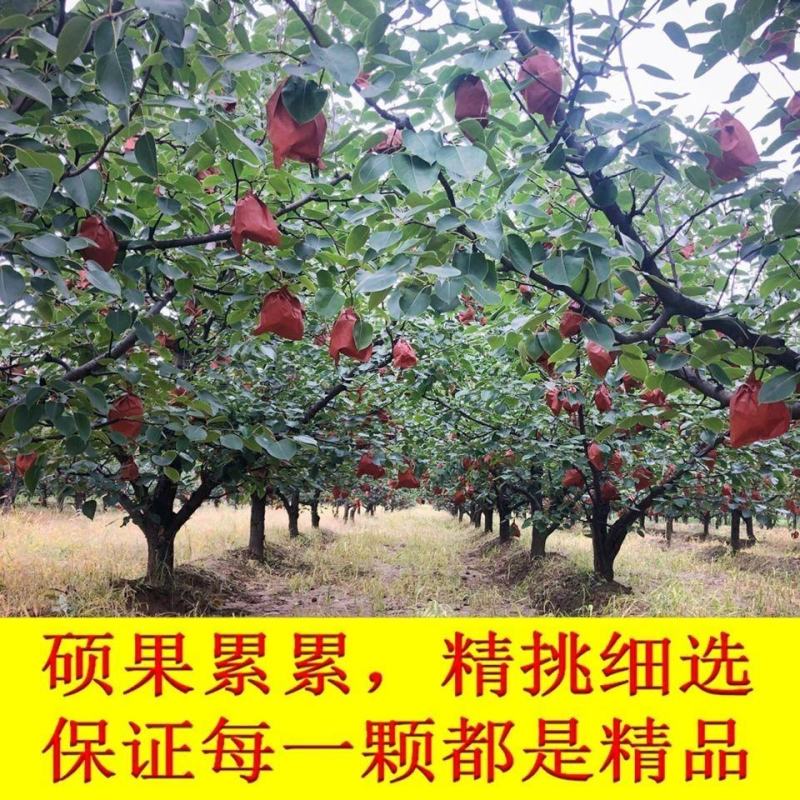 山西特产祁县酥梨水果批发