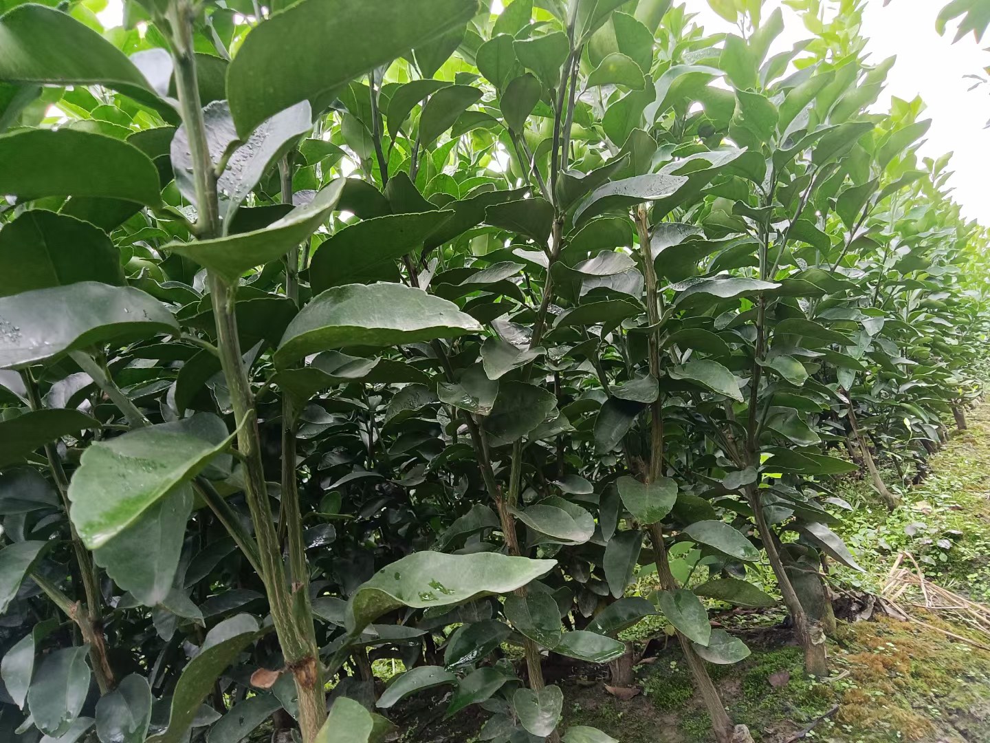 一组精美礼盒装的郁南无核沙糖桔摆放在木质桌面上,背景为手机屏幕显示电商平台订单页面,标注‘销量10万+’‘好评率99%’等信息,展现产品商业化成熟度与市场受欢迎程度 郁南无核沙糖桔包装与电商销售场景