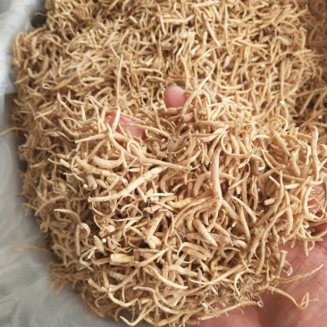 太子参干货太子参量大从优！欢迎选购！