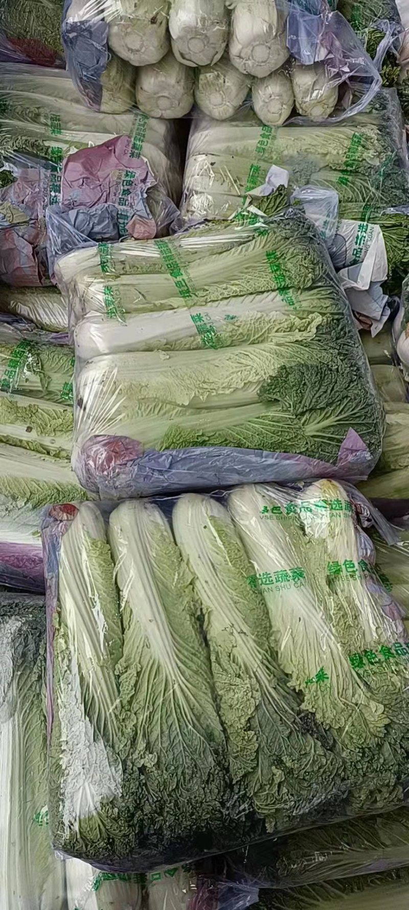 【精选】河北大白菜大量上市货源充足欢迎全国老板咨询