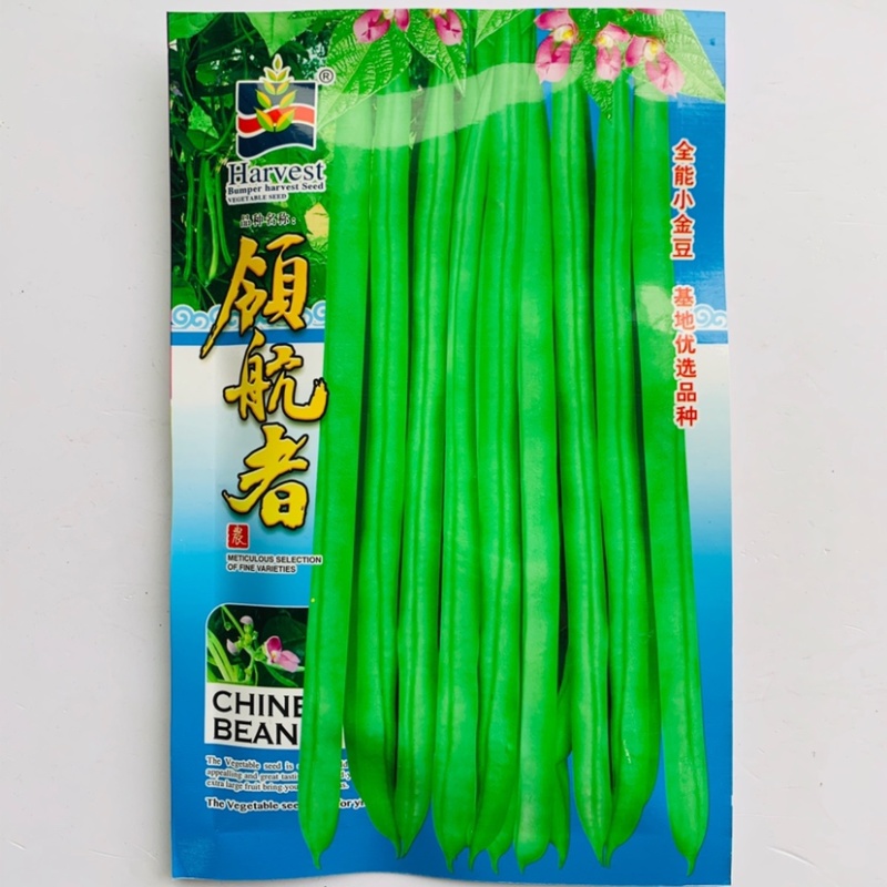 全能小金豆种子抗寒耐热菜豆架豆种子春秋露地嫩荚绿色圆棍型