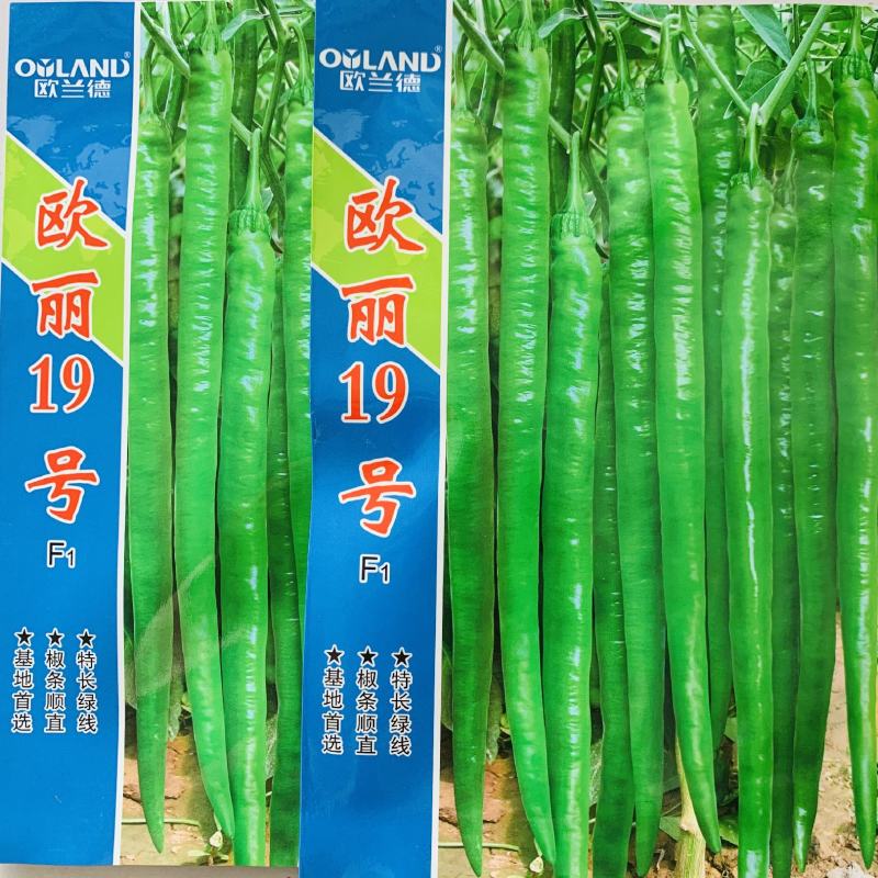 欧丽19号特长绿线椒种子中早熟中辣条椒种籽椒条顺直辣椒
